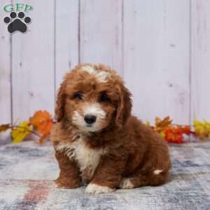 Jase, Mini Goldendoodle Puppy